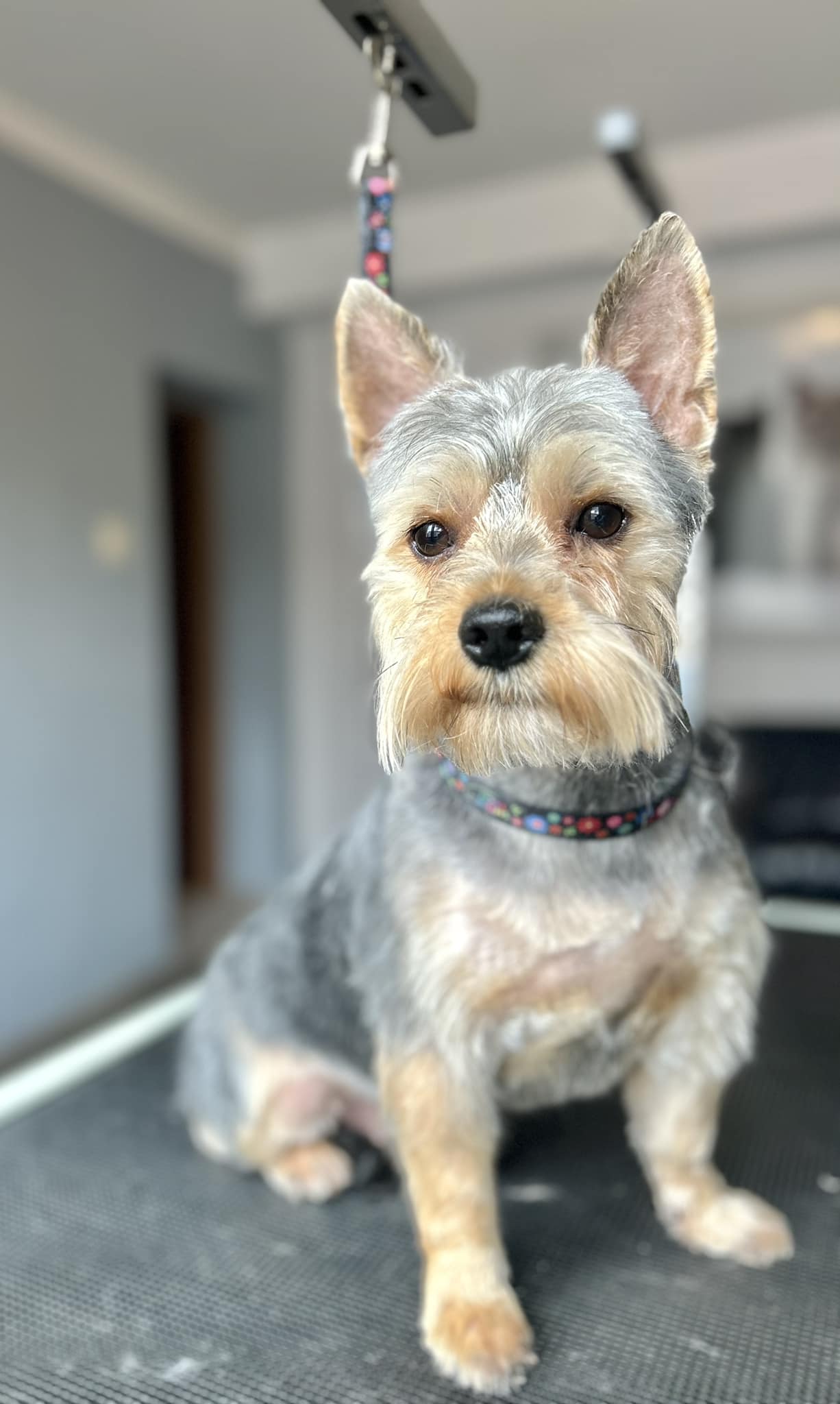 Groomer w trakcie pracy